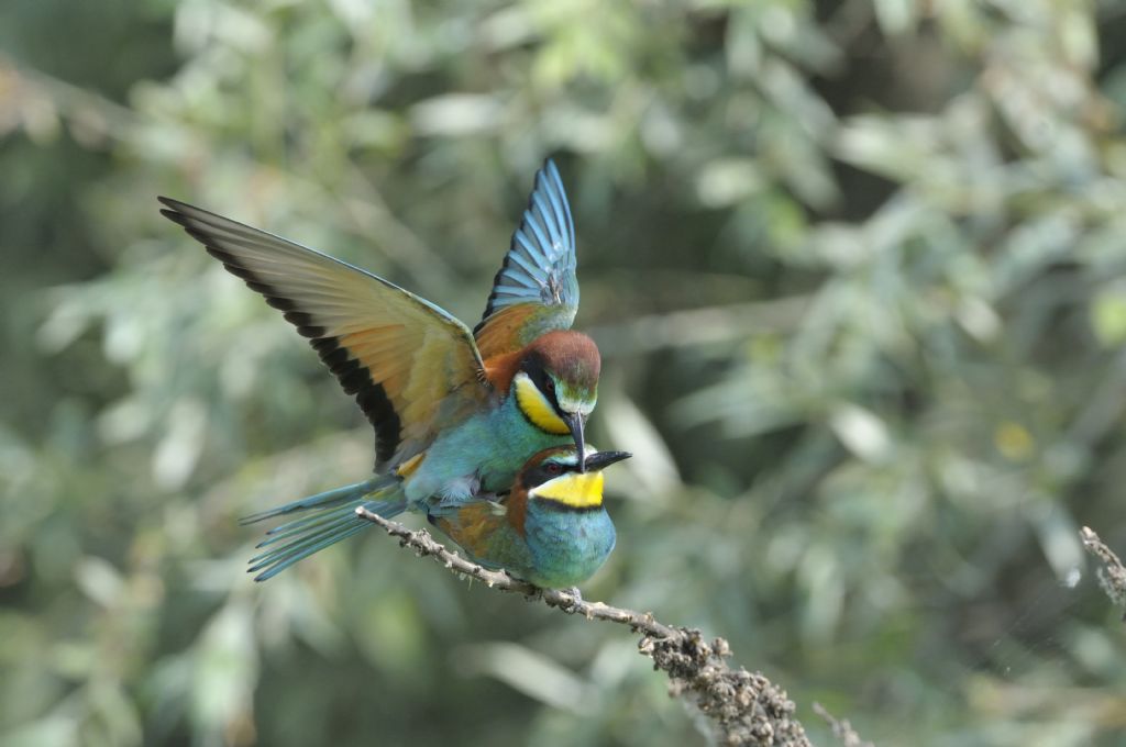 Gruccioni in accoppiamento